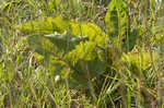 Prairie rosinweed